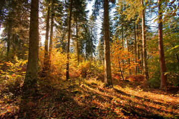 Fôret bretonne à l'automne