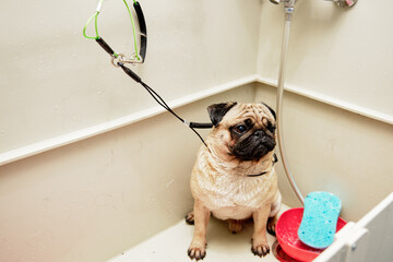 A pug dog with wet fur is sitting in the grooming bathroom next to a shampoo bowl and a washcloth