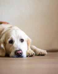  portrait of a golden retriever lying on the floor looking at the camera.