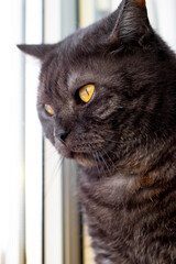 close-up portrait of a dark brown scottish cat with yellow eyes looks out the window