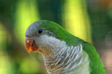 Exotic green parrot eats carrots
