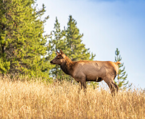 Naklejka na ściany i meble Elk at Yellowstone national park. USA.