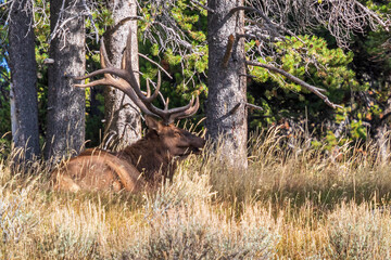 Elk at Yellowstone national park. USA.