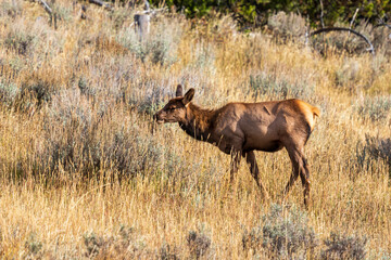 Fototapeta na wymiar Elk at Yellowstone national park. USA.