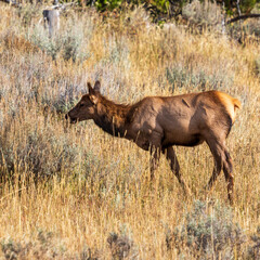 Elk at Yellowstone national park. USA.