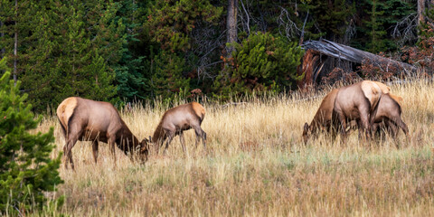 Naklejka na ściany i meble Elk at Yellowstone national park. USA.