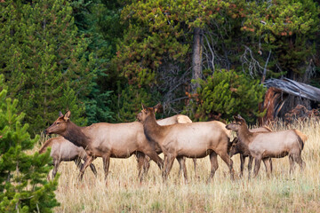 Obraz na płótnie Canvas Elk at Yellowstone national park. USA.