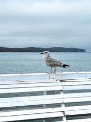 Szara mewa siedząca na molo nad polskim morzem, molo w Sopocie © Aleksandra