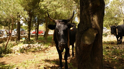 vacca cinisara transumanza
