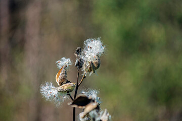 Common milkweed against bokeh background