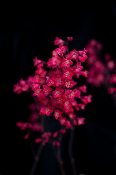 Redstars, 