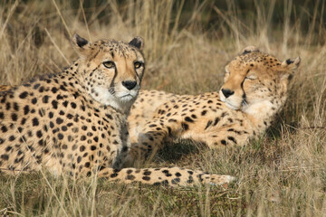 Two Cheetahs resting in the grass
