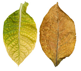 tobacco leaves isolated.