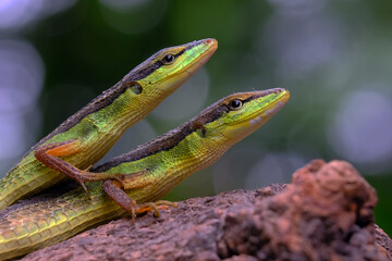 green lizard on a tree