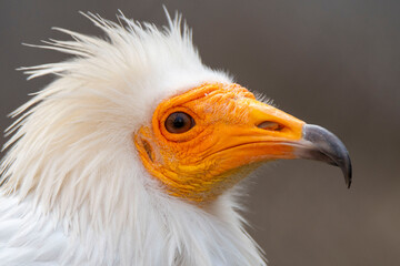 Egyptian vulture