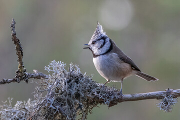 Small bird crested tit sings on a branch