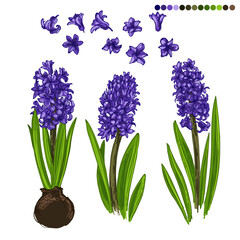 Obraz premium Spring flowers vector botany easter. Colored hyacinths of hyacinth