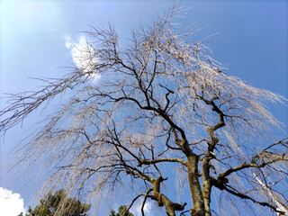 冬の枝垂れ桜