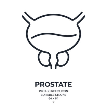 Prostate editable stroke outline icon isolated on white background flat vector illustration. Pixel perfect. 64 x 64.