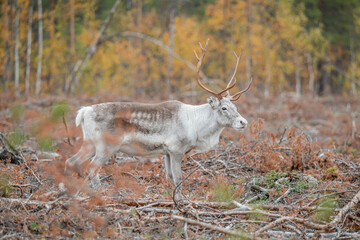 Naklejka na ściany i meble Reindeer Rangifer tarandus Herd and young calf spotted in northern part of Swedish Lappland Sweden jokkmokk