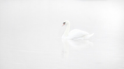 Swan gliding across a mist covered lake at dawn