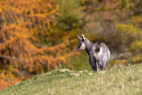 Camoscio in autunno