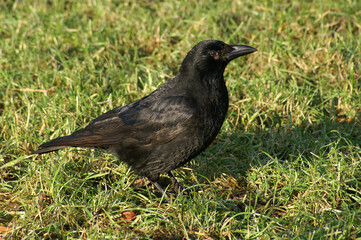 A Carrion Crow standing in a meadow
