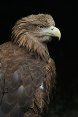 Portrait of a White-tailed Eagle against a dark background
