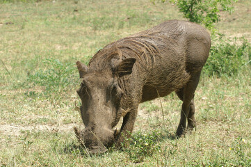 A portrait of a Warthog foraging in Queen Elizabeth National Park, Uganda, Africa
