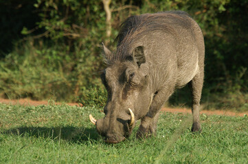 A portrait of a Warthog foraging in Queen Elizabeth National Park, Uganda, Africa
