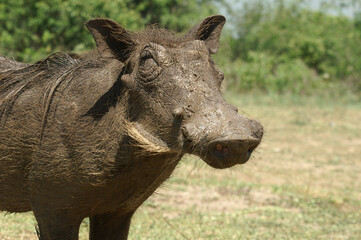 A portrait of a Warthog after taking a mud bath in Queen Elizabeth National Park, Uganda, Africa

