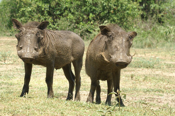 A portrait of a two Warthogs after taking a mud bath in Queen Elizabeth National Park, Uganda, Africa

