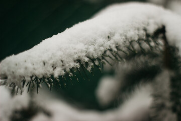the Christmas tree is covered with snow in the winter season