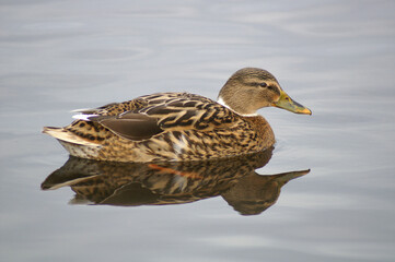 Portrait of a female Mallard swimming in a pond

