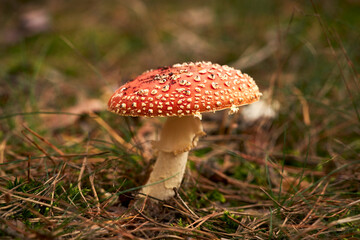 Close up Fly Agaric mushroom growing in woods
