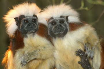 A portrait of two Cotton-top Tamarins cuddling together
