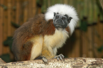 Portrait of a Cotton-top Tamarin on the branch of a tree

