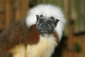A portrait of a Cotton-top Tamarin
