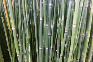 close up of bamboo