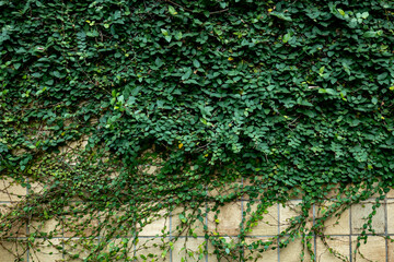 蔦・廃墟・背景