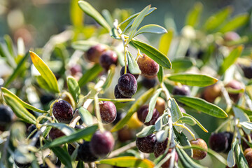 olives on a tree