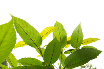 Fototapeta na wymiar Kratom leaves green leafy plants to have benefits to help reduce fat.