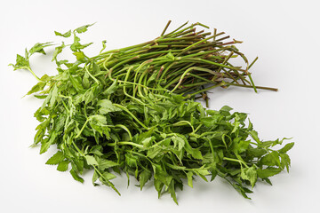 wild parsley, water parsley, dropwort isolated on white background