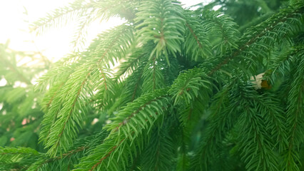 spruce tree near the sidewalk in the city.