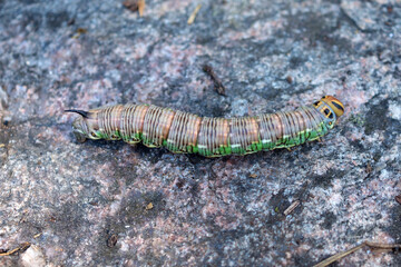 Obraz na płótnie Canvas caterpillar in the forest on a stone
