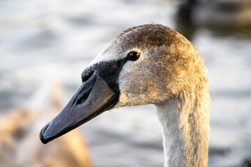 Young swan portrait close-up, head and neck of a brown cygnet with drops of water.