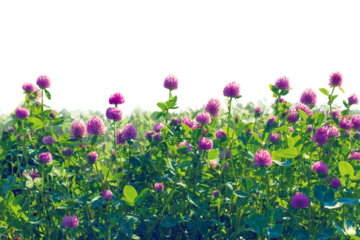 Photo flowers field clover, and field grass cut off from the from the background. Isolated object