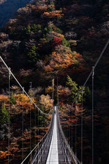 紅葉する森と吊り橋　畑薙大吊り橋