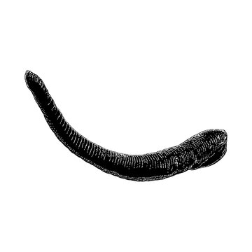 Leech hand drawing vector illustration isolated on background.
