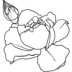 Hand drawn rose flower outline icon